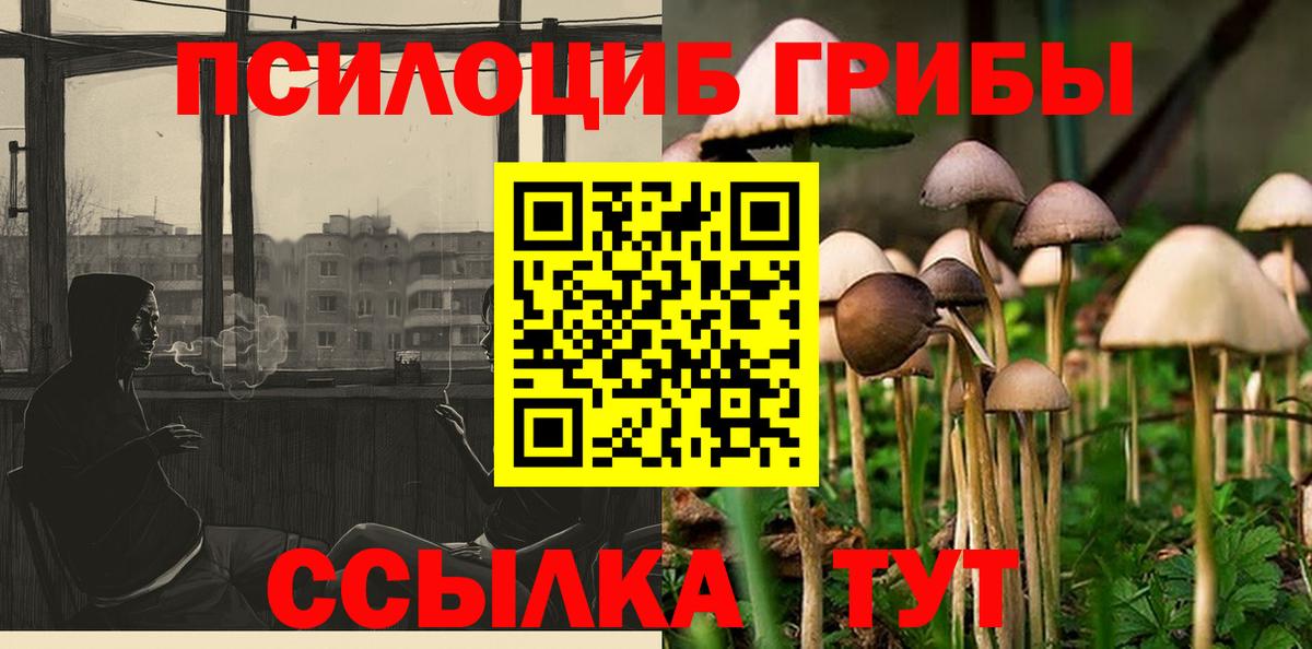 Псилоцибиновые грибы Psilocybe Иркутск